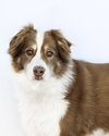 BANDITT - Photo 6