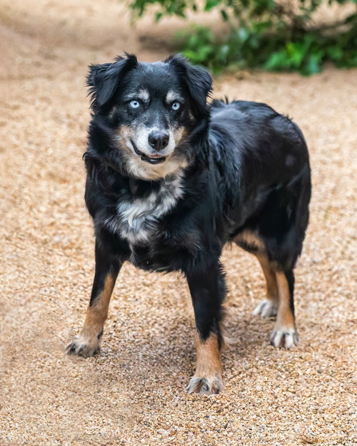 NORA - Australian Shepherd available for adoption