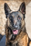 ARCHIE - Photo 1