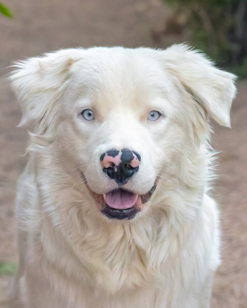 MOOSE, an adoptable Australian Shepherd in Scottsdale, AZ