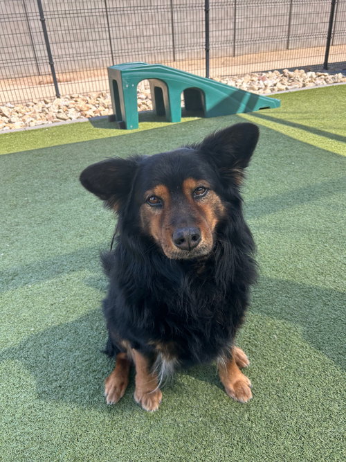 KARMA, an adoptable Shepherd in Scottsdale, AZ