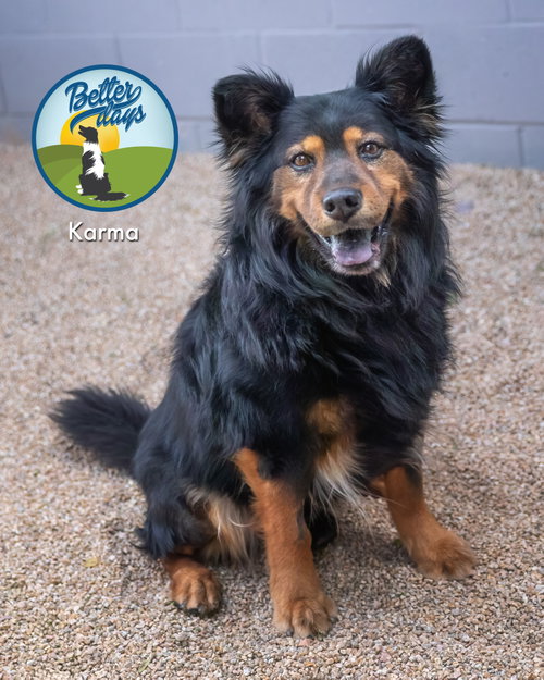 KARMA, an adoptable Australian Shepherd in Scottsdale, AZ