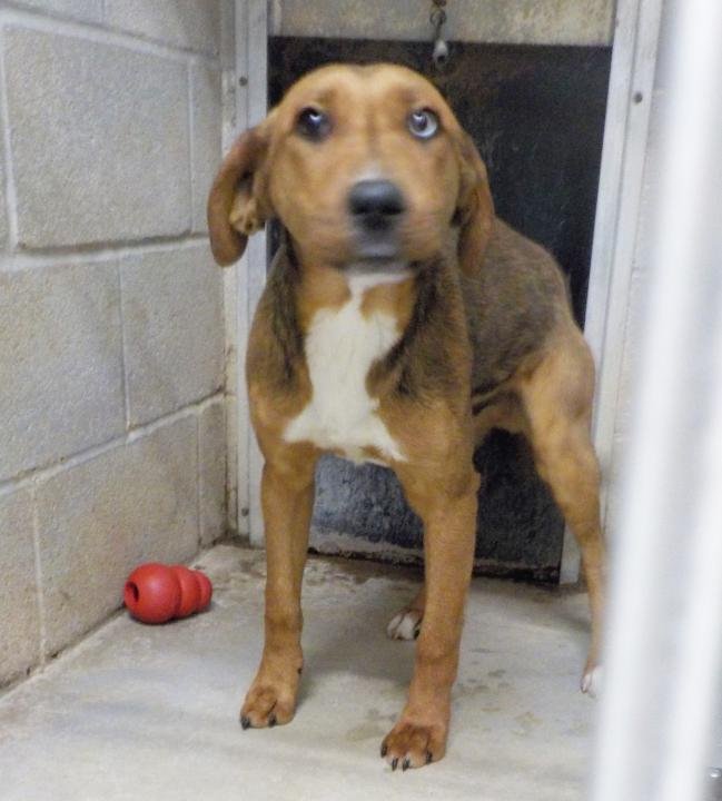 adoptable Dog in Athens, AL named MOSLEY