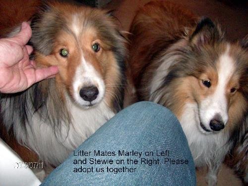 Marley & Stewie