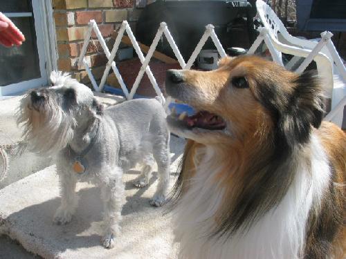 Sheltie store schnauzer mix