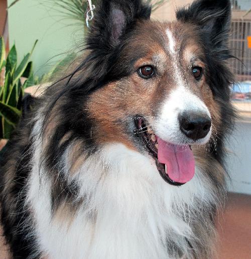 Big sheltie 2024