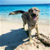 adoptable Dog in glen allen, VA named DA 43 Oso
