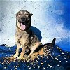 adoptable Dog in glen allen, VA named DA 41 Lobo