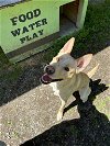 adoptable Dog in glen allen, VA named DA 25 Bentley
