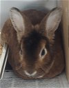 adoptable Rabbit in glen allen, VA named CA 127 Quanah
