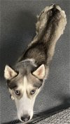 adoptable Dog in glen allen, VA named DA 14 Nora
