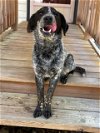 adoptable Dog in glen allen, VA named DA 45 Milly
