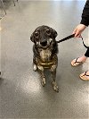 adoptable Dog in glen allen, VA named Da 39 Sadie