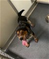 adoptable Dog in glen allen, VA named DA 29 Celtic
