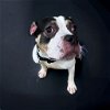 adoptable Dog in glen allen, VA named DA 5 Buggie