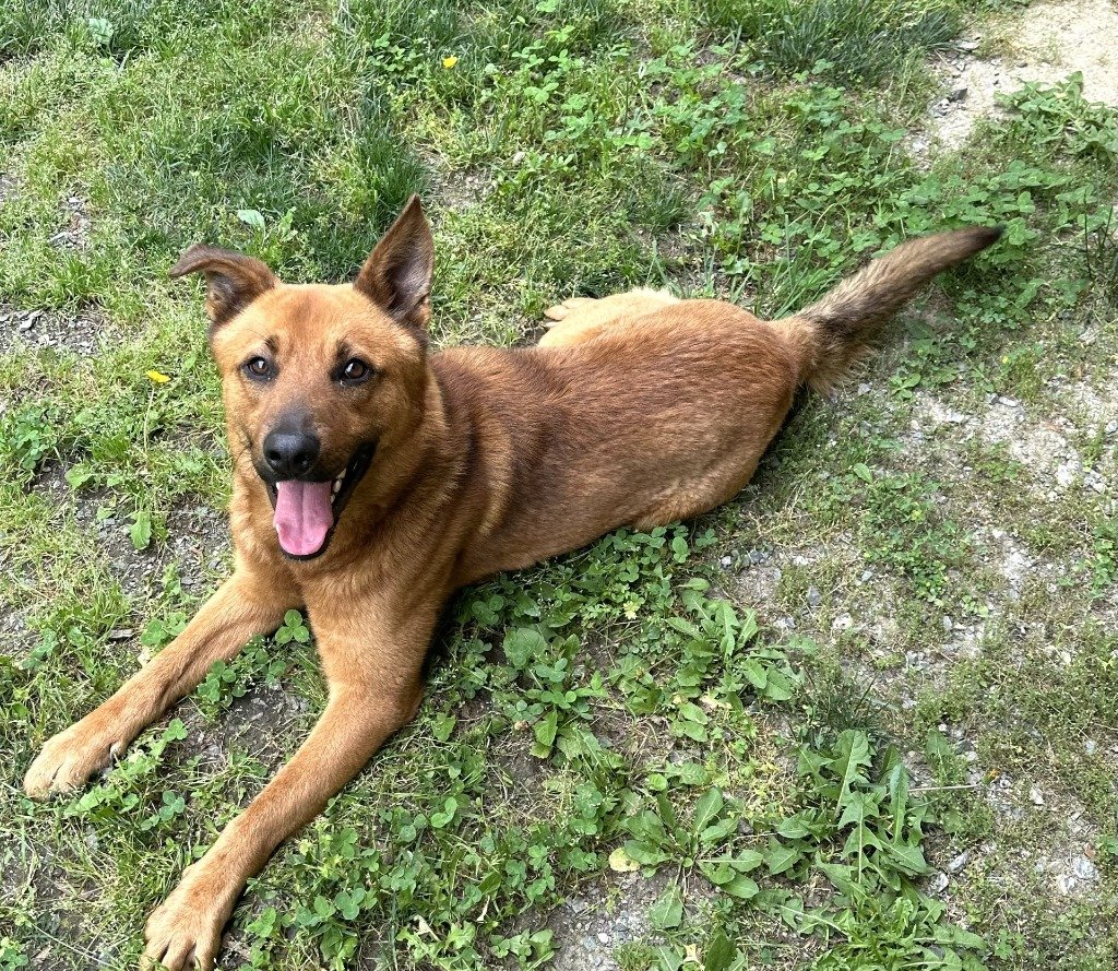 adoptable Dog in Glen Allen, VA named DA 7 Einstein