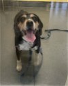 adoptable Dog in glen allen, VA named DA 22 Willie