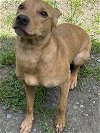 adoptable Dog in glen allen, VA named DA 26 Meelah