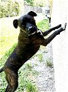 adoptable Dog in glen allen, VA named DA 14 Nina