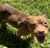 adoptable Dog in glen allen, VA named DA 3 Peaches