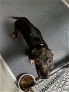 adoptable Dog in glen allen, VA named DA 38 Pete