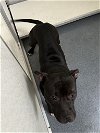 adoptable Dog in glen allen, VA named DA 2 Duece