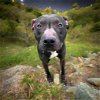 adoptable Dog in glen allen, VA named DA 20 Rocky