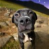 adoptable Dog in glen allen, VA named DA 45 Vladi