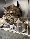 adoptable Cat in glen allen, VA named CA 119 Tiger Lily