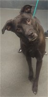 adoptable Dog in glen allen, VA named DA 22 Scarlett