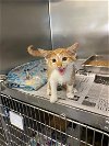 adoptable Cat in glen allen, VA named CA 133 chewie