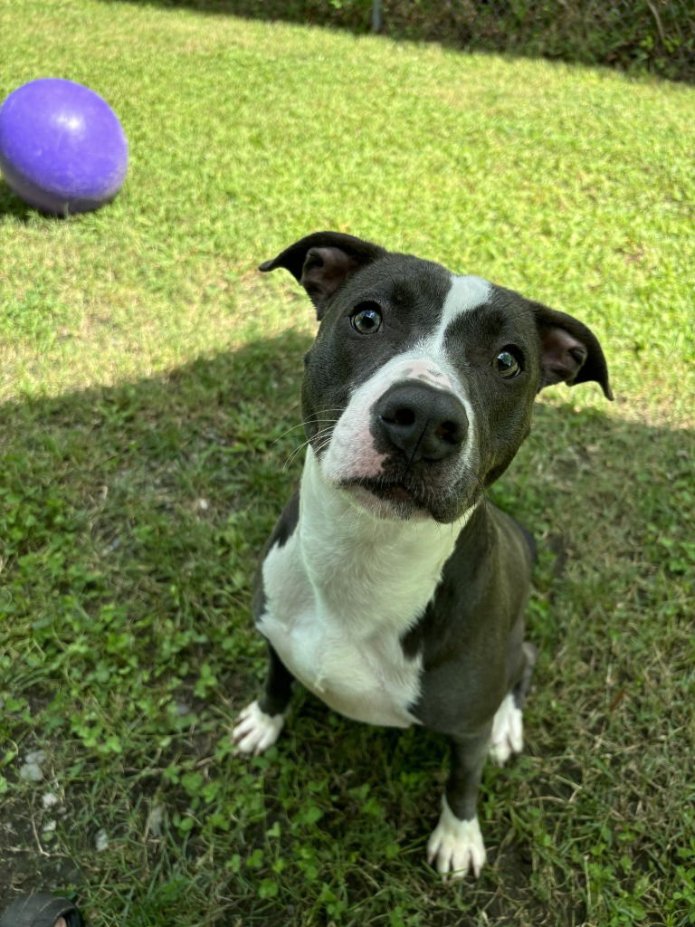 adoptable Dog in Glen Allen, VA named DA 10 Hypnotic