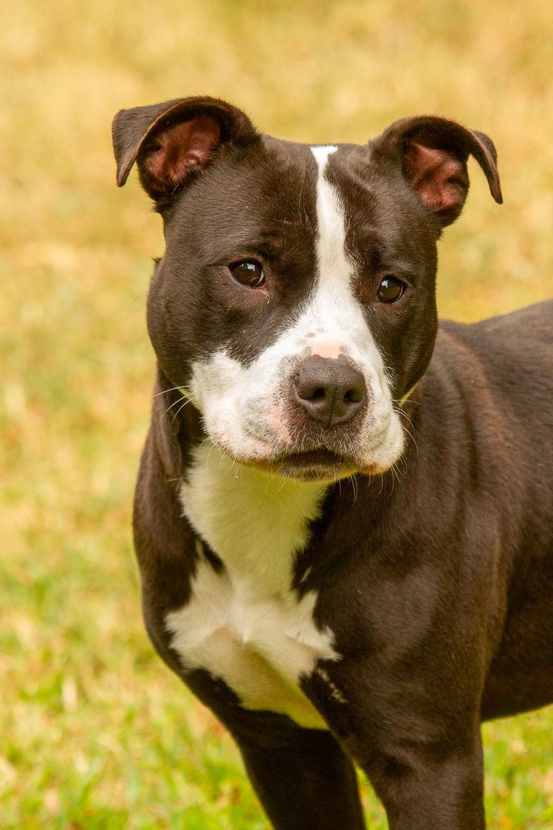 adoptable Dog in Glen Allen, VA named DA 45 Munster Cheese