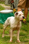 adoptable Dog in , VA named DA 21 Lucie