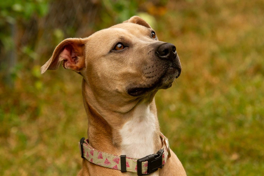 adoptable Dog in Glen Allen, VA named DI 90 Lady