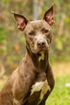 adoptable Dog in , VA named DA 43 Jasper