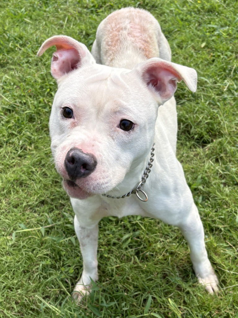 adoptable Dog in Glen Allen, VA named DA 24 Snow White