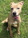 adoptable Dog in Glen Allen, VA named DA 2 Lilly