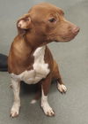 adoptable Dog in Glen Allen, VA named DQ 64 Mary