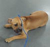 adoptable Dog in  named PR 53 Summer