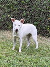 adoptable Dog in Glen Allen, VA named DA 4 Cotton