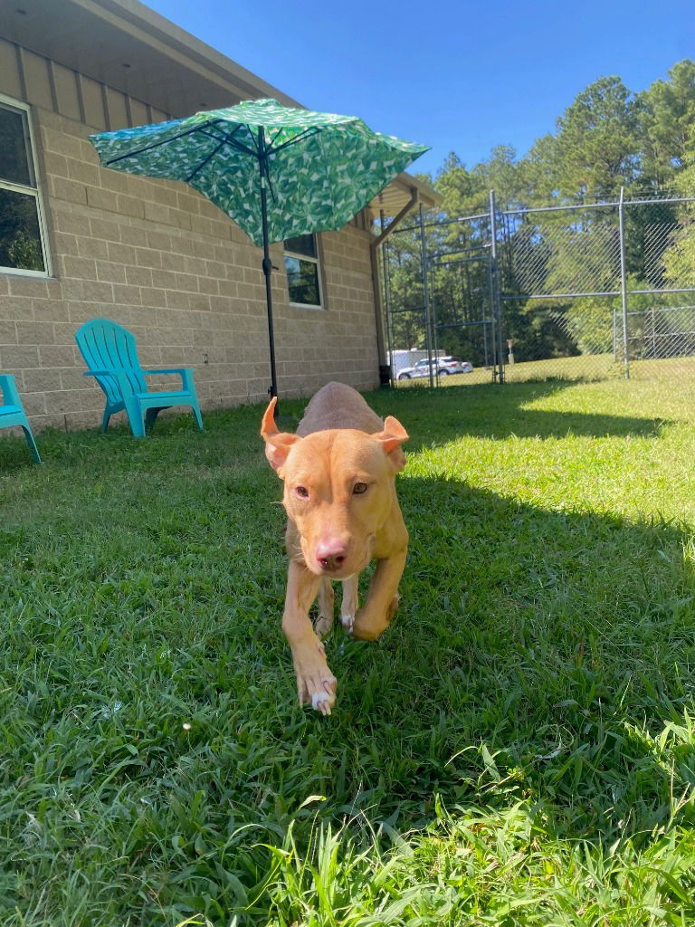 adoptable Dog in Glen Allen, VA named DA 5 Sunshine