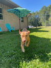 adoptable Dog in  named DA 5 Sunshine