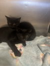 adoptable Cat in Glen Allen, VA named CA 139 Thantos