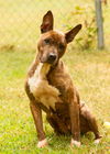 adoptable Dog in , VA named DA 25 Kaila