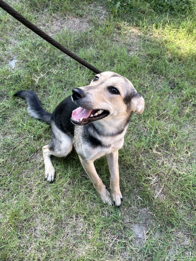 adoptable Dog in Glen Allen, VA named DA 7 Sabrina