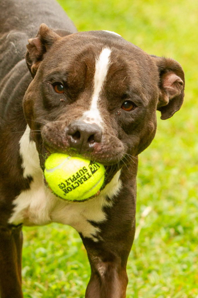 adoptable Dog in Glen Allen, VA named DA 20 Bark Twain