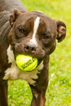 adoptable Dog in , VA named DA 20 Bark Twain