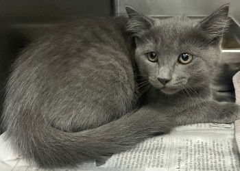 adoptable Cat in Glen Allen, VA named CA 119 Stormy