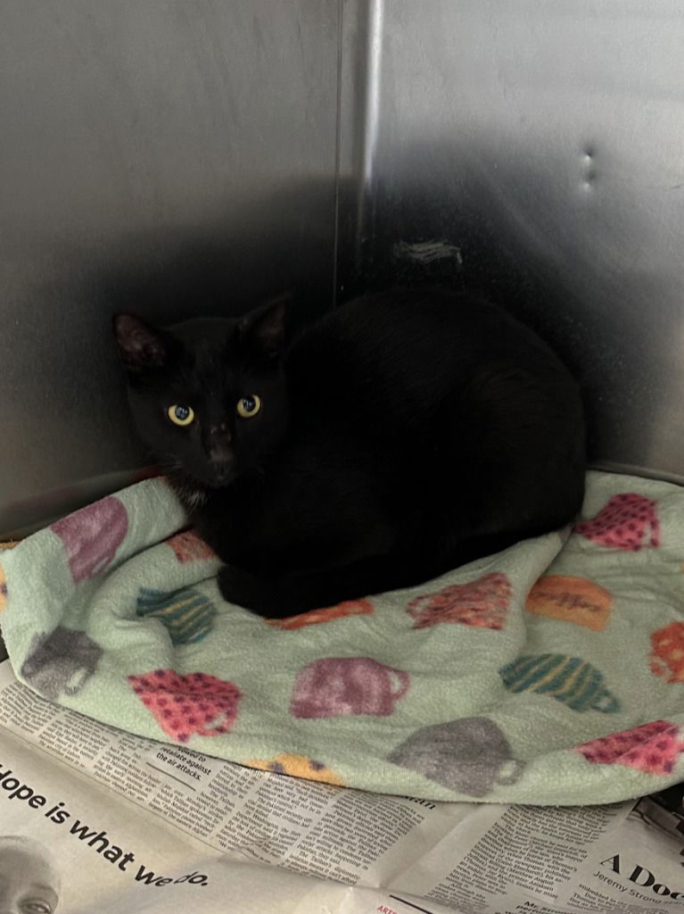 adoptable Cat in Glen Allen, VA named CA 126 Panther